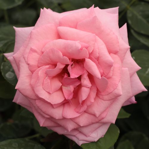 Vendita, rose rose ibridi di tea - rosa - Rosa Kanizsa - rosa mediamente profumata - Márk Gergely - ,-